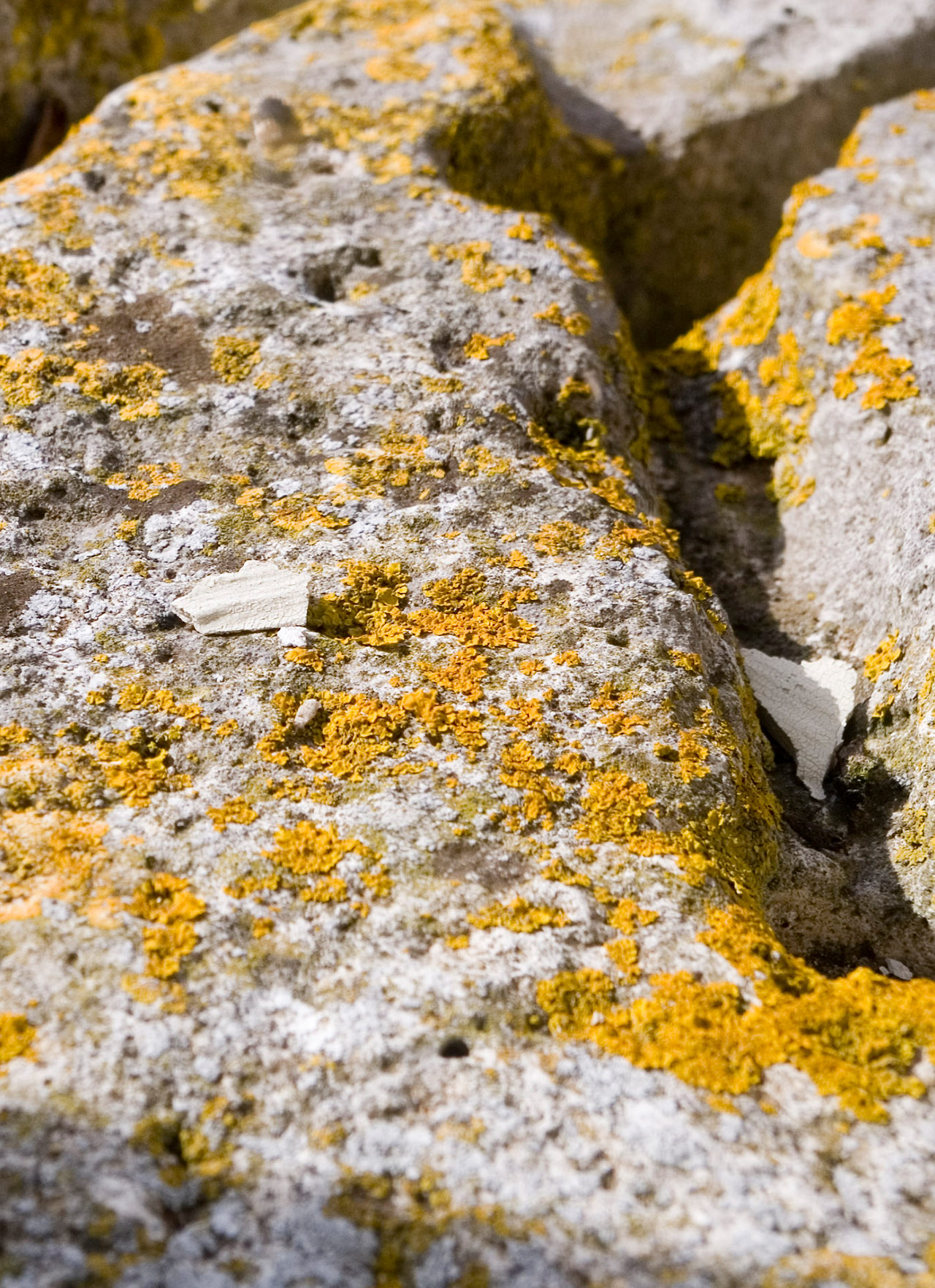 Close up view of jagged rock surface with yellow moss